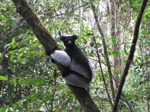 Afrika - Madagaskar: Lemur im Mantadia Nationalpark