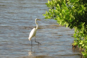 IMG_0090
