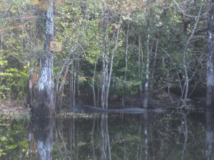 IMG_0252