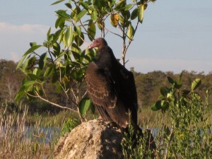 IMG_0412