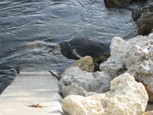 IMG_0464