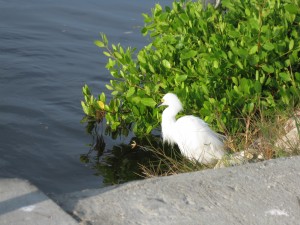 IMG_0465