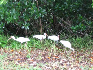 IMG_0471