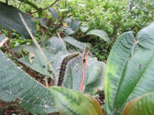 Insel Madagaskar Raupe
