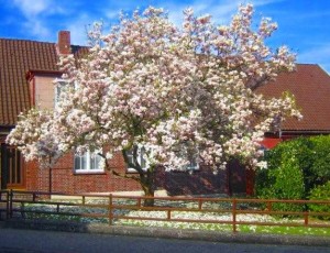 Oerrel Baumblüte